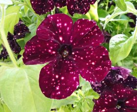 ПЕТУНИЯ ALPETUNIA BURGUNDY SKY