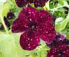 ПЕТУНИЯ ALPETUNIA BURGUNDY SKY (Я)