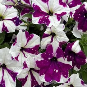 ПЕТУНИЯ ALPETUNIA PURPLE WHITE SKY
