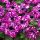 ПЕТУНИЯ ELECTRIC PURPLE SKY