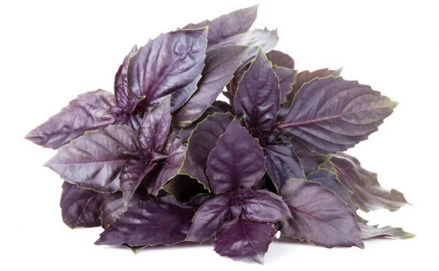 Базелик красный, кг