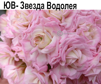 Пеларгония розебудная зонартик ЮВ-Звезда Водолея