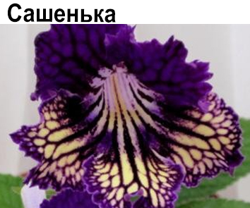 Сашенька (Павлюк Н.)  НОВИНКА КАТАЛОГА!