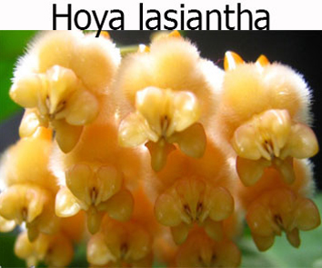 Хойя Lasiantha