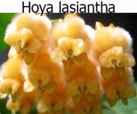 Хойя Lasiantha