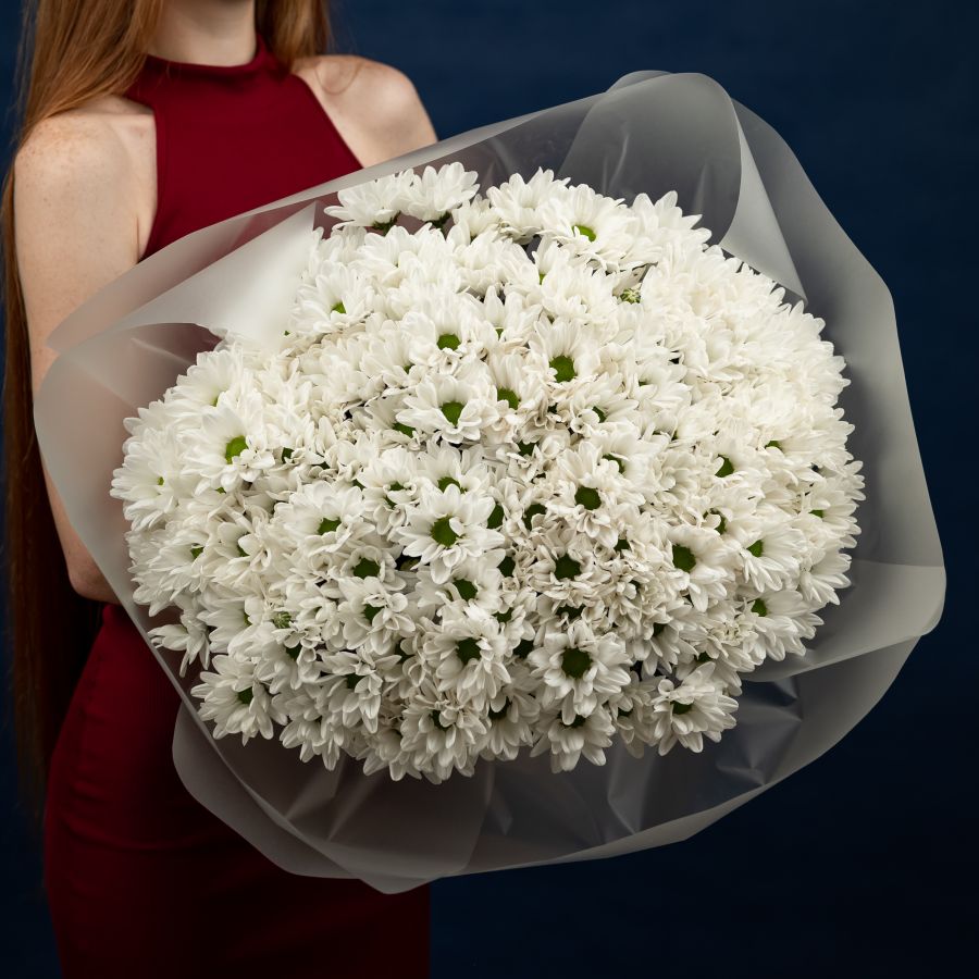 Хризантема (сорт Бакарди) 25 шт