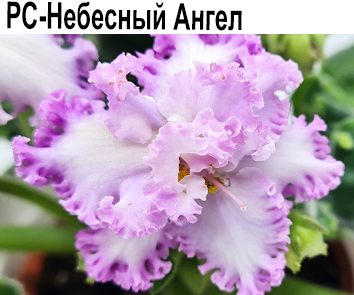 РС-Небесный Ангел (Репкина)