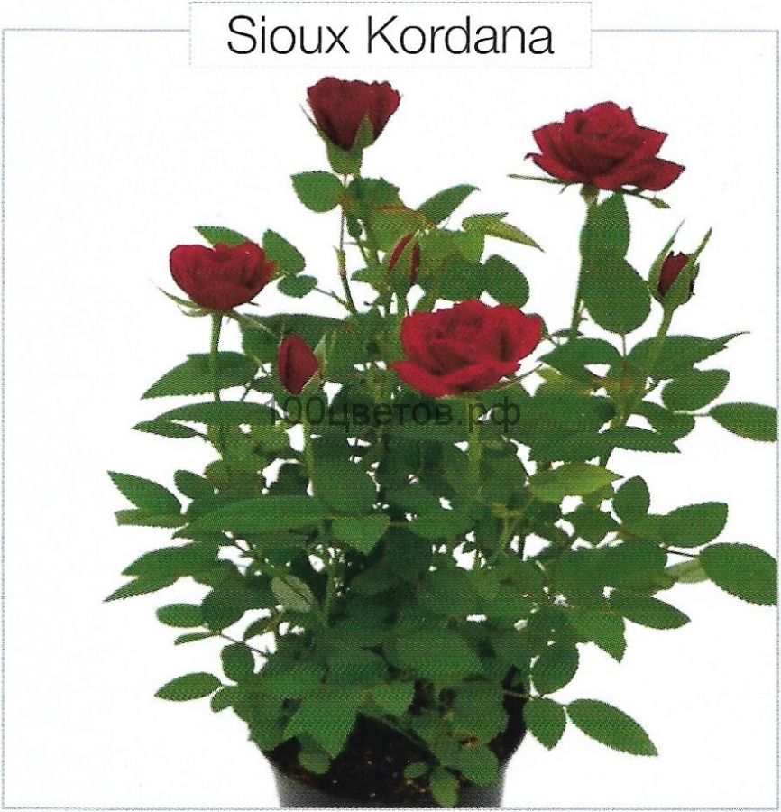 Роза горшечная "SIOUX KORDANA"