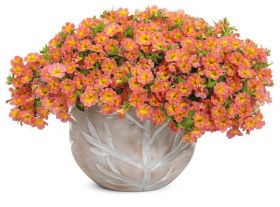 КАЛИБРАХОА Cabaret® Early Coral