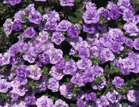 КАЛИБРАХОА Cabaret® Special Double Purple Bicolour