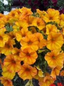 ПЕТУНИЯ BeautiCal® Sunset Orange (Я)