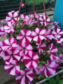 ПЕТУНИЯ ColorRush™ Burgundy Star (Я)