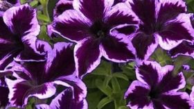 ПЕТУНИЯ GO!Tunia® Cosmic Violet