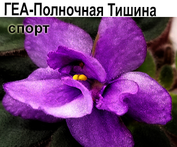 ГЕА-Полночная Тишина спорт (Е.Галицкая)  НОВИНКА