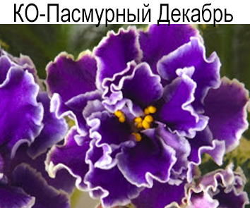 КО-Пасмурный Декабрь (Кособокова)