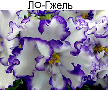 ЛФ-Гжель (Федосеева)