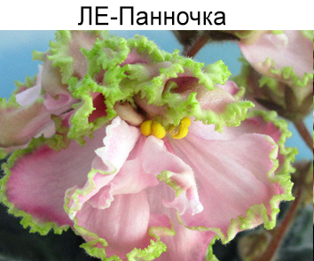 ЛЕ-Панночка (Лебецкая)