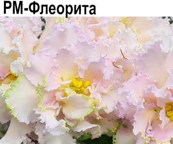 РМ-Флеорита (Скорнякова)  НОВИНКА