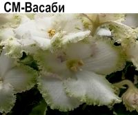 СМ-Васаби (сеянец Морева)  НОВИНКА КАТАЛОГА!