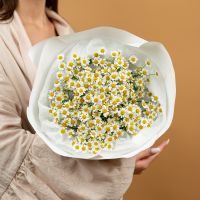 Матрикария (ромашка полевая) в оформлении (7 шт)