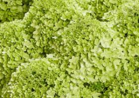 Гортензия метельчатая PANSANA