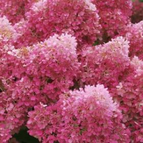 Гортензия метельчатая PETITE FLORI