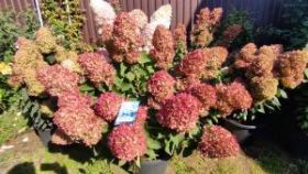 Гортензия метельчатая MAGICAL MOUNT FUJI