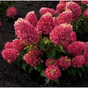 Гортензия метельчатая RASPBERRY PINK