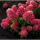 Гортензия метельчатая RASPBERRY PINK