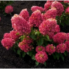 Гортензия метельчатая RASPBERRY PINK