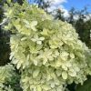 Гортензия метельчатая DENTELLE DE GORON (М-А)