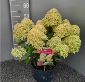 Гортензия метельчатая MAGICAL LIME SPARKLE