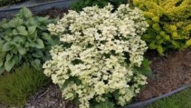 Гортензия метельчатая POLESTAR