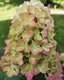 Гортензия метельчатая BEE SWEET (М-А)