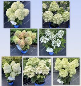 Гортензия метельчатая BLOOMULUS FLUFFA