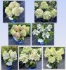 Гортензия метельчатая BLOOMULUS FLUFFA