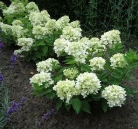 Гортензия метельчатая BOMBSHELL (М-А)