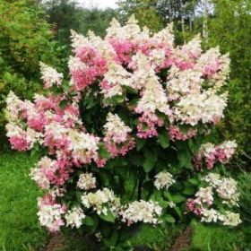 Гортензия метельчатая CONFETTI (М-А)
