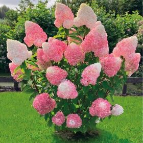 Гортензия метельчатая PINK AND ROSE