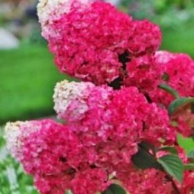 Гортензия метельчатая STRAWBERRY BLOSSOM