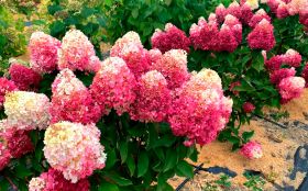 Гортензия метельчатая PINKY PROMISE