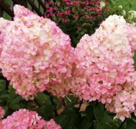 Гортензия метельчатая MAGICAL SWEET SUMMER