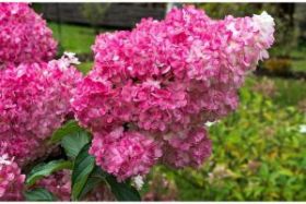 Гортензия метельчатая MEGA MINDY
