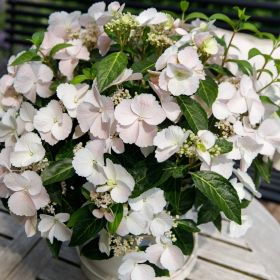 ГОРТЕНЗИЯ АМП СБЕЖАВШАЯ НЕВЕСТА