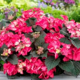 ГОРТЕНЗИЯ КРУПН STRAWBERRY AND CREAM