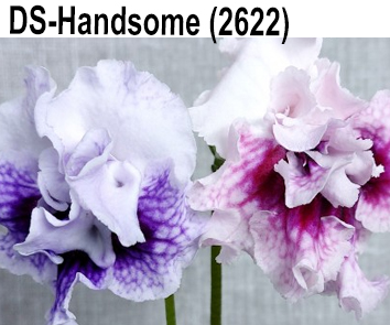 DS-Handsome (2622) (Диметрис) Хамелеон, НОВИНКА!