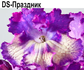 DS-Праздник (Диметрис)