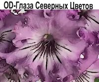 OD-Глаза Северных Цветов