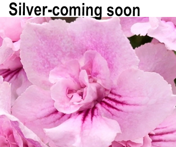 Silver-Coming Soon