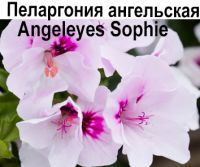 Angeleyes Sophie